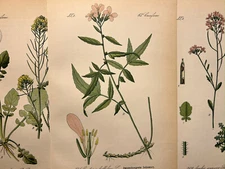 Illustration 1886 Pictures Lithograph Flora Botanica Flower Plant Fruit Antique