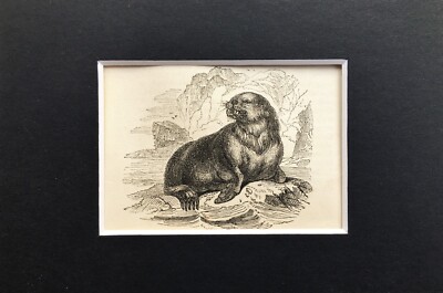 SEELÖWE - WINZIG! 1840er Jahre antiker Montagedruck - B&W Holzstich