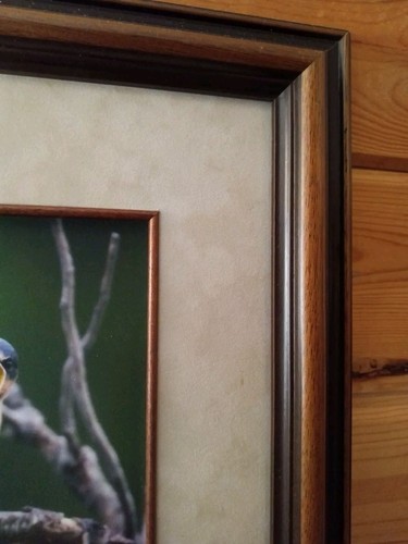 Baby Blue Birds Photograph Signed & Framed Suede Matte Solid Wood Frame Stunning - Picture 9 of 10