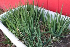 Perennial Egyptian Walking Onions Fresh Picked Sets Hardy 10 bulbs