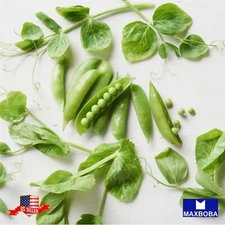 Pea Seeds Snow  Oregon Giant Non-GMO Heirloom