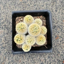 Mammillaria carmenae  6” Pot