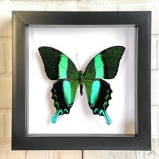 Green Peacock Swallowtail