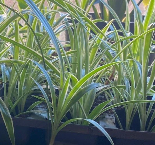Grnlilie Chlorophytum Pflanzen, Zimmerpflanzen online kaufen | eBay.de