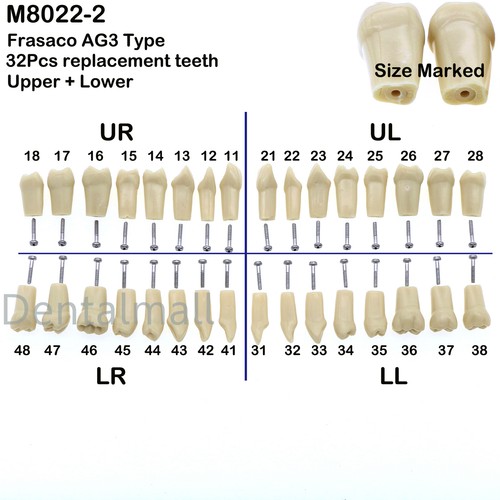 Dental Typodont Zahnmodell Implantat Pathologisch Perio Restauration Praxis Demo - Bild 288 von 312