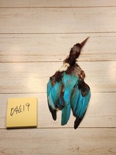 King Fisher Pelt W/skull Lot 04619
