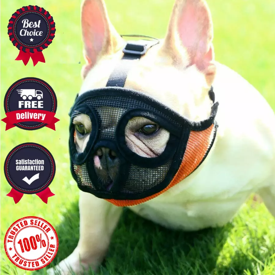 Best French Bulldog Harness, 5 Awesome Harness Types