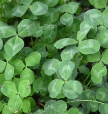 Seminole Ladino Clover Seeds, 1/2 lb, Silver