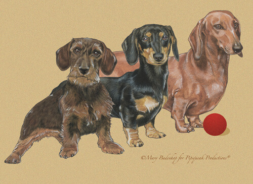 Dachshund Birthday Card 5 x 7 with Envelope - Picture 1 of 1