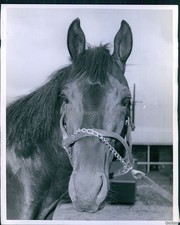 News Photo Race Horse At Thistledown Race Track Cleveland O.H Animals 8X10