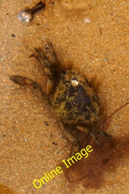 Foto 6x4 Uferkrabbe (Carcinus maenas), Embo Strand Ein sehr häufiges Mitglied o c2014