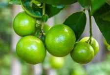 Lia's Lime Tree Seeds - Fast Growing Key Lime Tree Seeds - 20+ Fresh Seeds