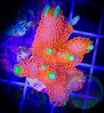 SAF WYSIWYG Red Montipora Digitata, Monti, Acro, SPS