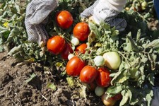 50 SEMI DI POMODORO SICCAGNO SICILIANO  - OMAGGIO + SPED.GRATIS --
