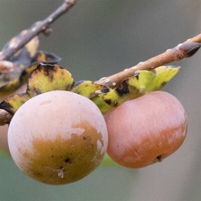 Diospyros Lotus - 10 Seeds - Chinese Date Plum Tree