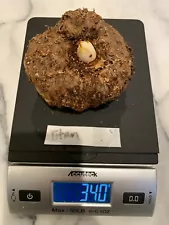 Amorphophallus Titanum Tuber