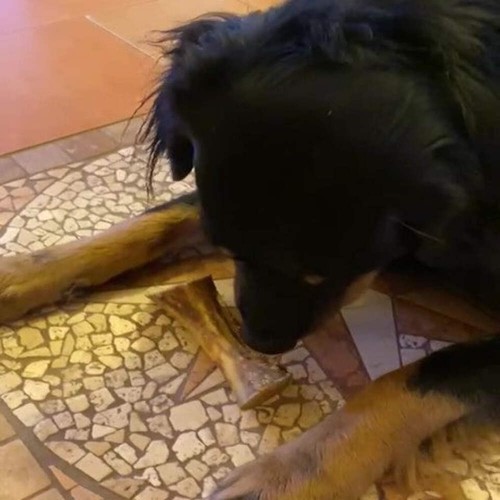 Rinder-Röhrenknochen 12cm - Kauartikel - Hunde-Kausnacks - Leckerli - Bild 3 von 20