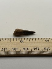 Pterosaur  Pterodactyl 1” T00TH Dinosaur F0SSIL not T Rex Cretaceous CS 06