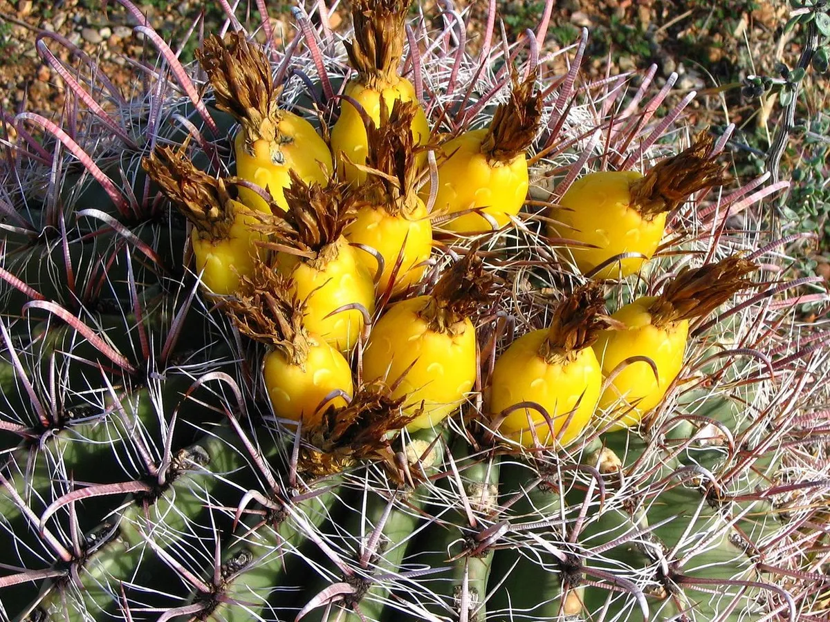 20 Seeds Arizona Southwestern Candy Fishhook Barrel Cactus, Ferocactus  wislizeni