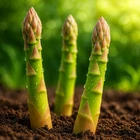 250+ MARY WASHINGTON ASPARAGUS SEEDS ? HEIRLOOM PERENNIAL • NON-GMO • FREE SHIP