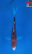 5" GOROMO Live Koi Fish Garden Pond 11/8