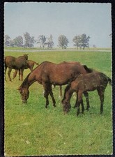 Pferdepostkarte, AK Pferde, Pferdepostkarten Korsch