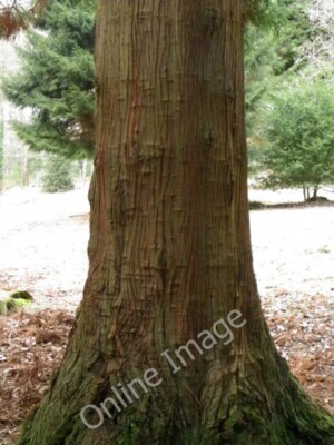 Photo 6x4 Japanese Cedar, Blackwater Arboretum North Weirs The bark of th c2011