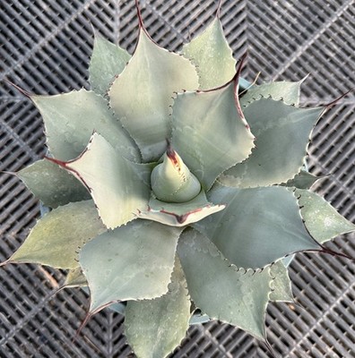 3PCS Agave parryi var.huachucensis Rareagave beautiful succulent plant