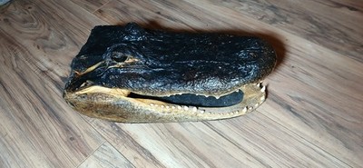 Alligator Head Taxidermy 12  Long; Mouth Open 