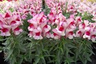 150 Semi Bocca di Leone Rosa  Antirrhinum Majus Snapdragon , alta germinabilita