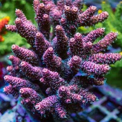 REx Crimson Violet Mille Acro