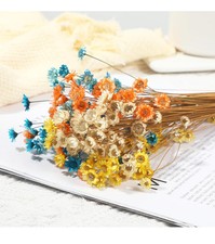 200 Stems Natural Dry Flowers Brazilian Small Dried Daisies Decorative ...