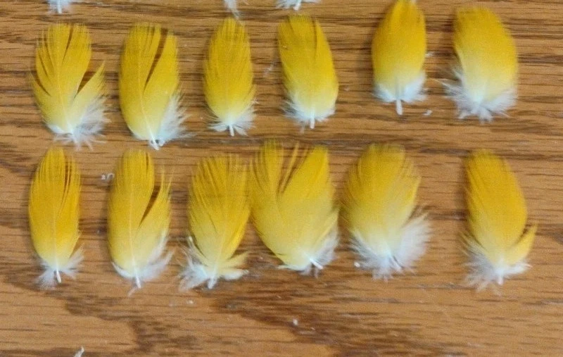 24 plumas de guacamayo azules y doradas doradas/amarillas (0,50"-1,25") Foto 2 de 3