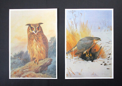 THORBURN  TWO  BOTH   5.50'' x  7.90''   WILDLIFE  ART PRINTS   EAGLE OWL  &  HAWK