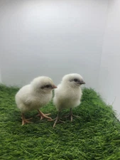 6+  Zombie Chicken Hatching Eggs- Ayam Cemani and White Leghorn mix