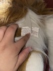E & J Jumbo Realistic Plush Sheltie Collie Dog Lassie Large HTF Stuffed Animal — photo 3