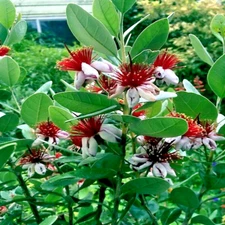20 PINEAPPLE GUAVA TREE SEEDS "Brazilian Fig Guava Fruit" Tropical Flower Plant