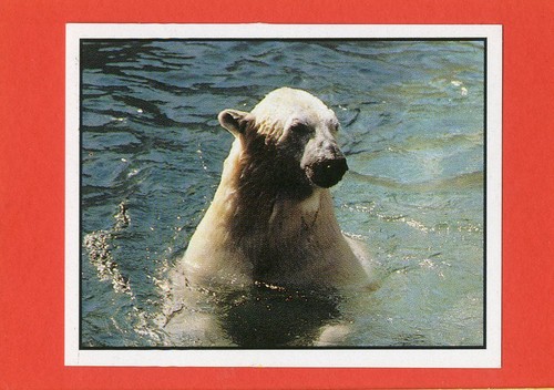 WWF -Panini 1986- Figurine-Sticker NUOVA - NEW - SCEGLI LA FIGURINA (1-180) - Picture 4 of 155