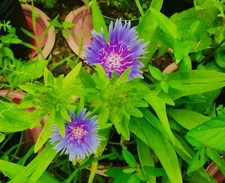 STOKES ASTER BLUE/PURPLE 5 Bare Root Perennial Plants