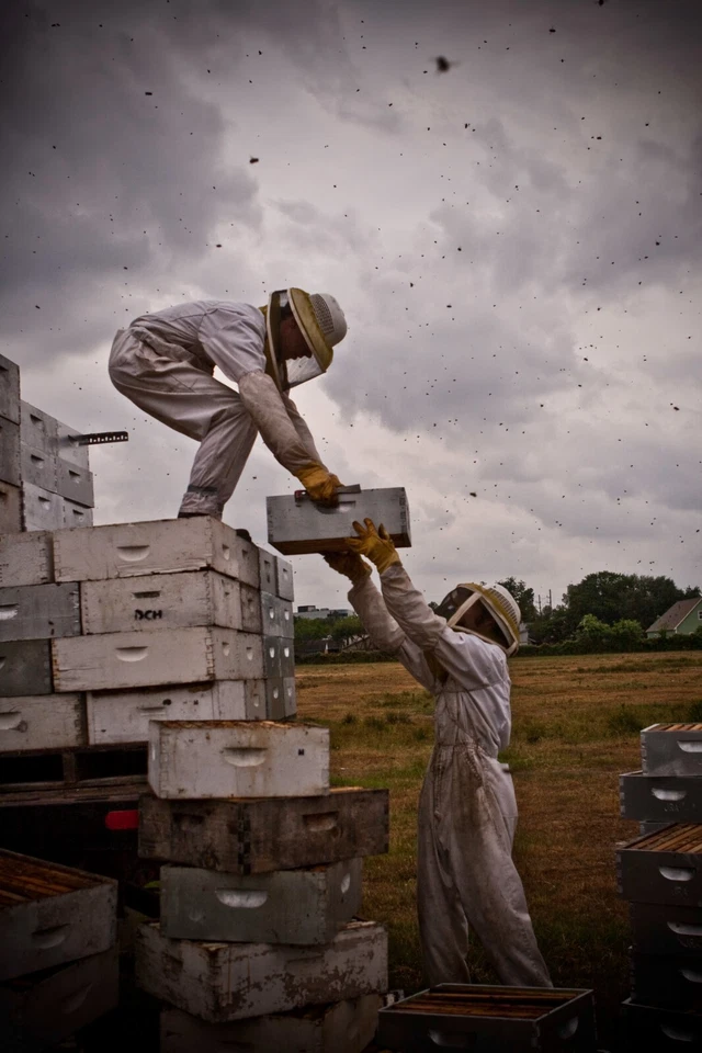 5 Gallon (60lb) Raw, Unfiltered Texas Honey from Desert Creek. Gluten Free - Image 3 of 4
