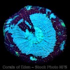 Corals of Eden NON WYSIWYG Live Coral Frag ~ Ocean Mist Acan Echinata Coral LPS — photo 3