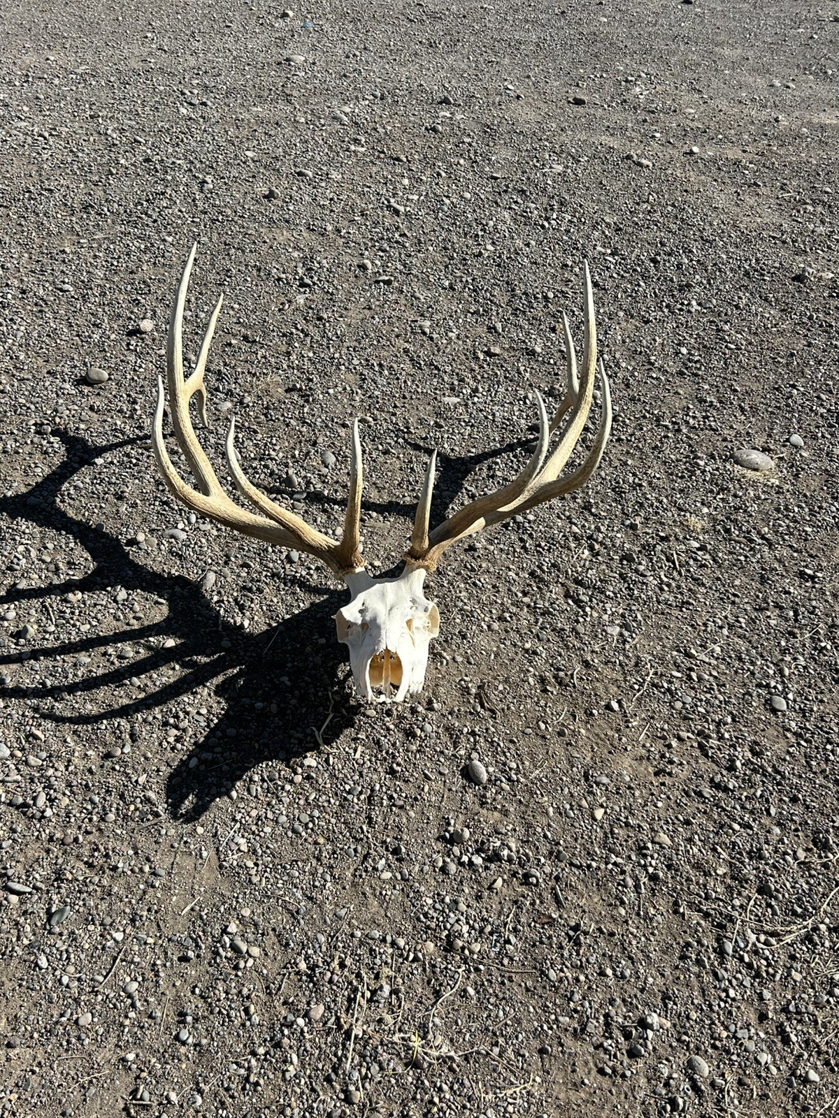 Best Elk Rack Beautiful 6x7 Elk Rack ~ Barn Decor ~ Elk Antlers ~ READ LISTING | eBay