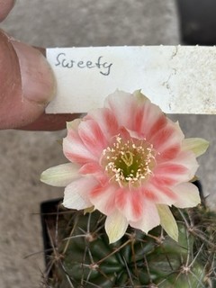 Lobivia ibrido dolce bello raro Echinopsis Copiapoa Rebutia
