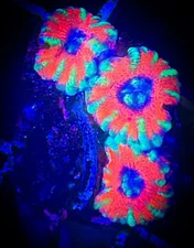 SAF~ ‘WYSIWYG” Green/Red Bi-color Acan coral Frag, Colony,Live Coral Lord, Micro