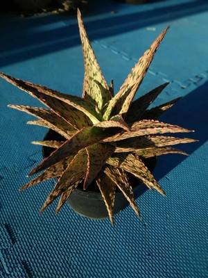 Aloe rauhii Reynolds, Snowflake Aloe, Flowering Blooming Size Varieg | eBay