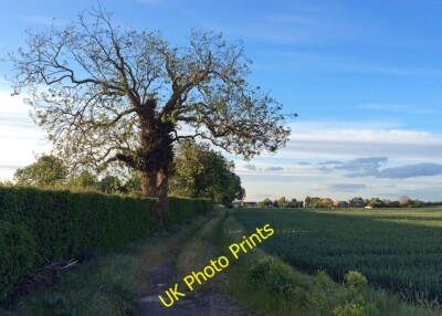 Foto 6x4 Ein Maiabend auf der Netherhall Farm Cherry Hinton Der dicke Efeu auf c2015