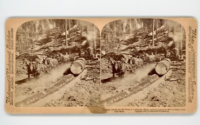 Logging in California's Converse Basin; 1902, Pantoletten ''skid'' logs to Sawmill
