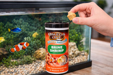 Omega One Freeze-Dried Brine Shrimp Freshwater  Marine Fish Treat, 1.28-oz jar