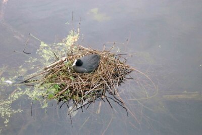 Photo 6x4 Danson Park Coot Bexley Looking down from the Dam at the east e c2003