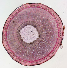 Antique microscope slide by W.White. T.S. Stem of Sycamore tree.